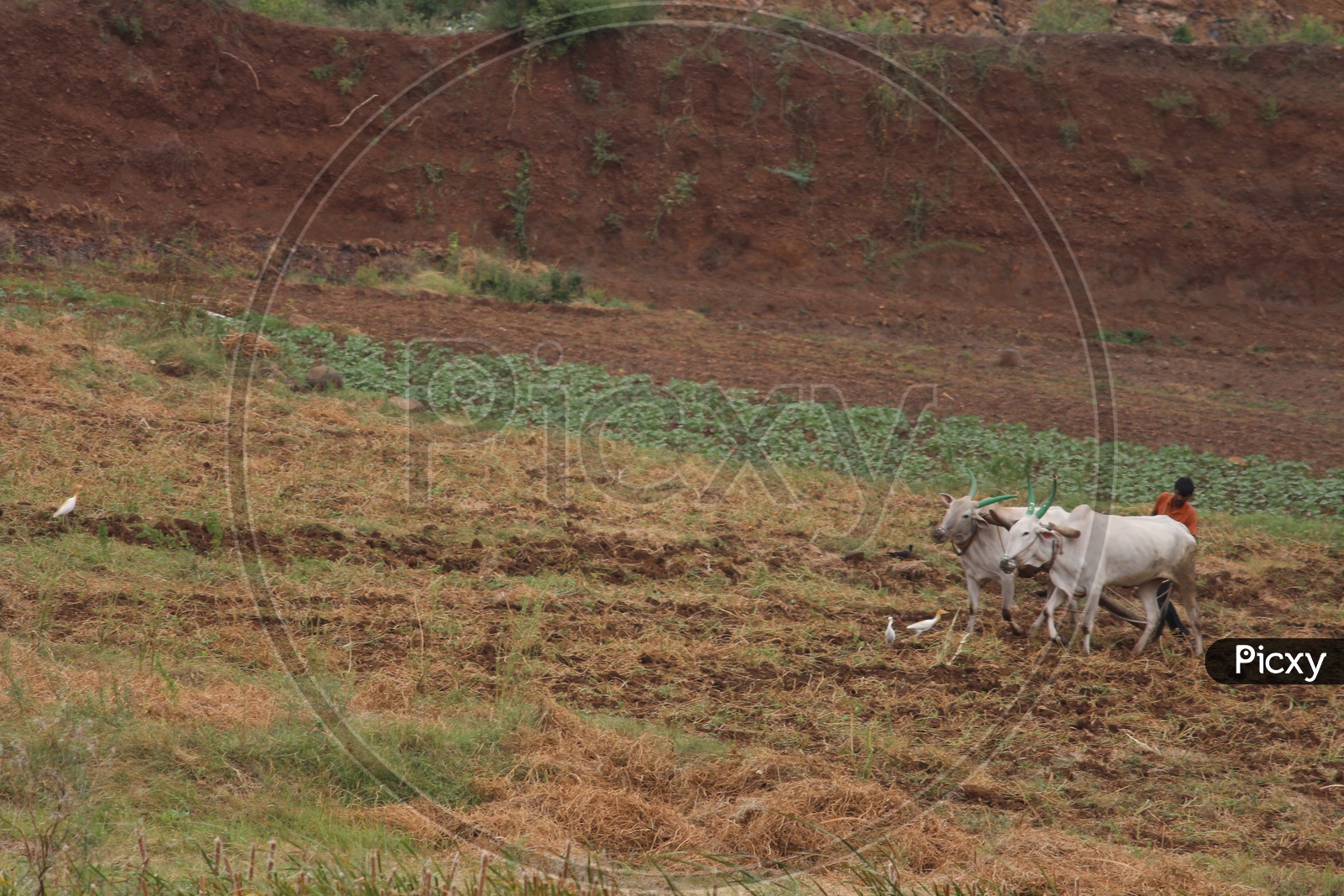 Farmer farming with Ox in Agriculture fields