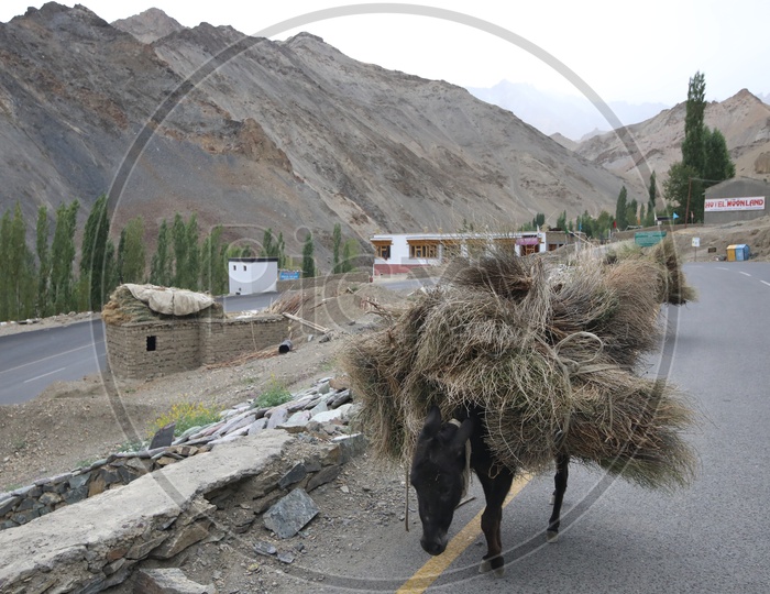 A Donkey On the Road Of Leh