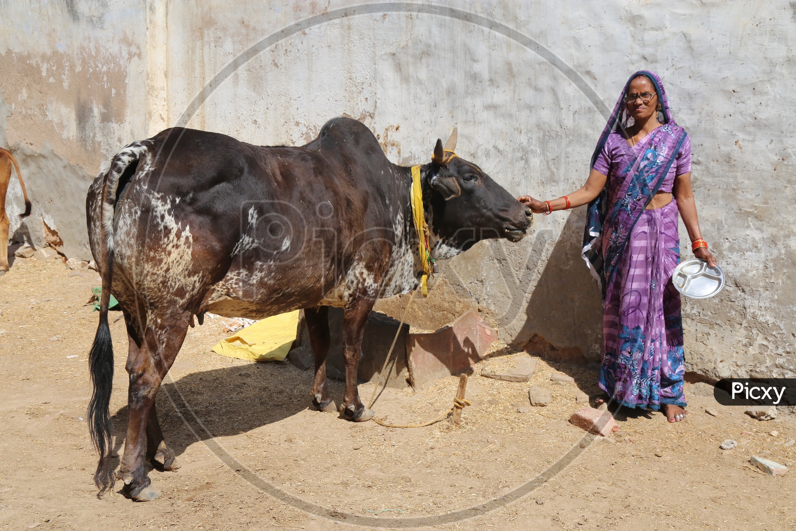 An Indian Woman Feeding Cow On Streets Of Barsana