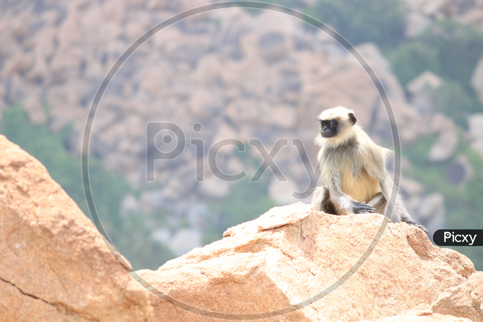 Black Faced Monkey / Grey Langur Sitting On a Rocks Of  Hampi