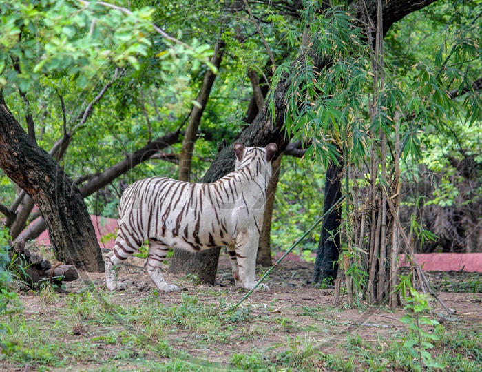 White tiger in  Nehru Zoological Park