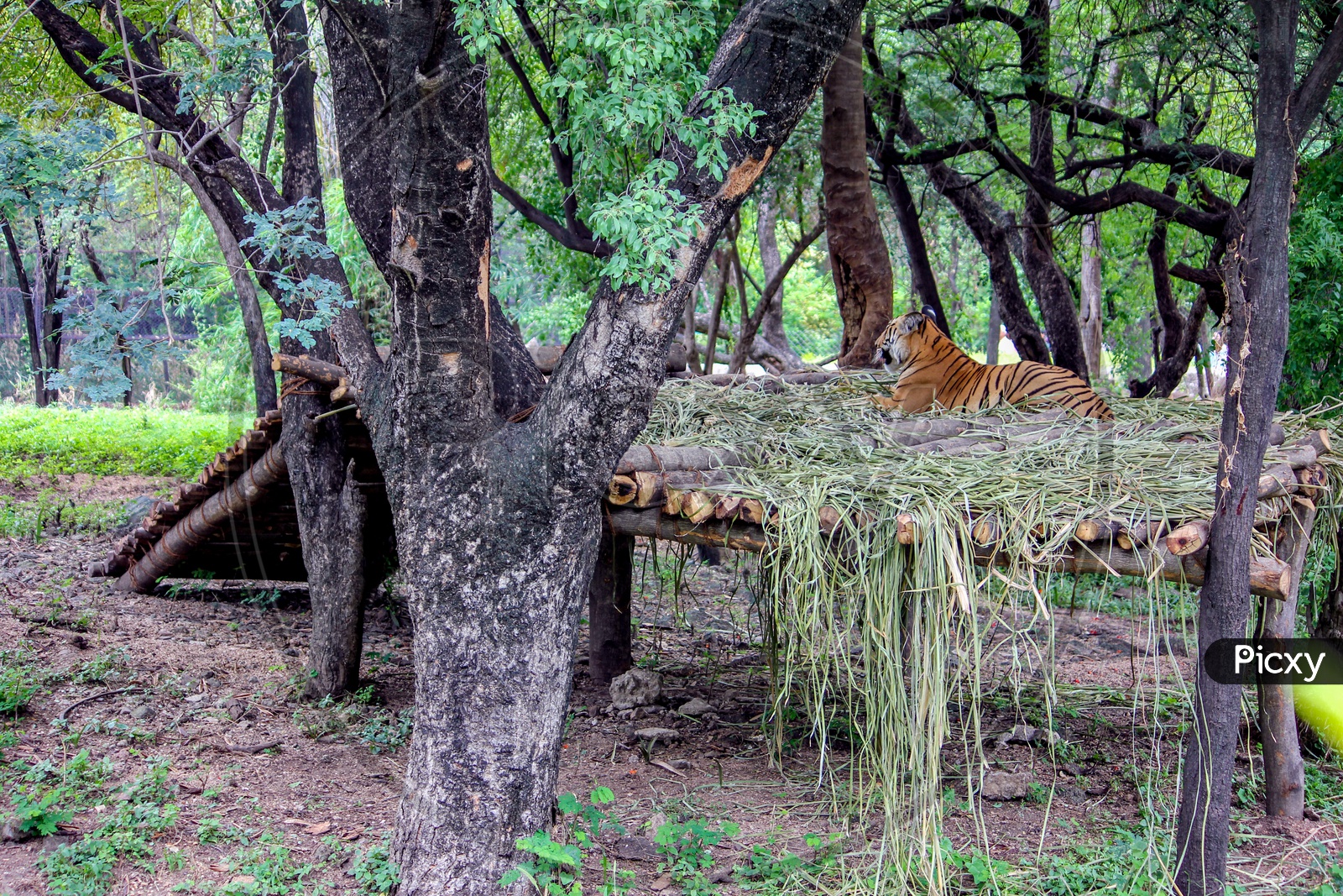 tiger in Nehru Zoological Park