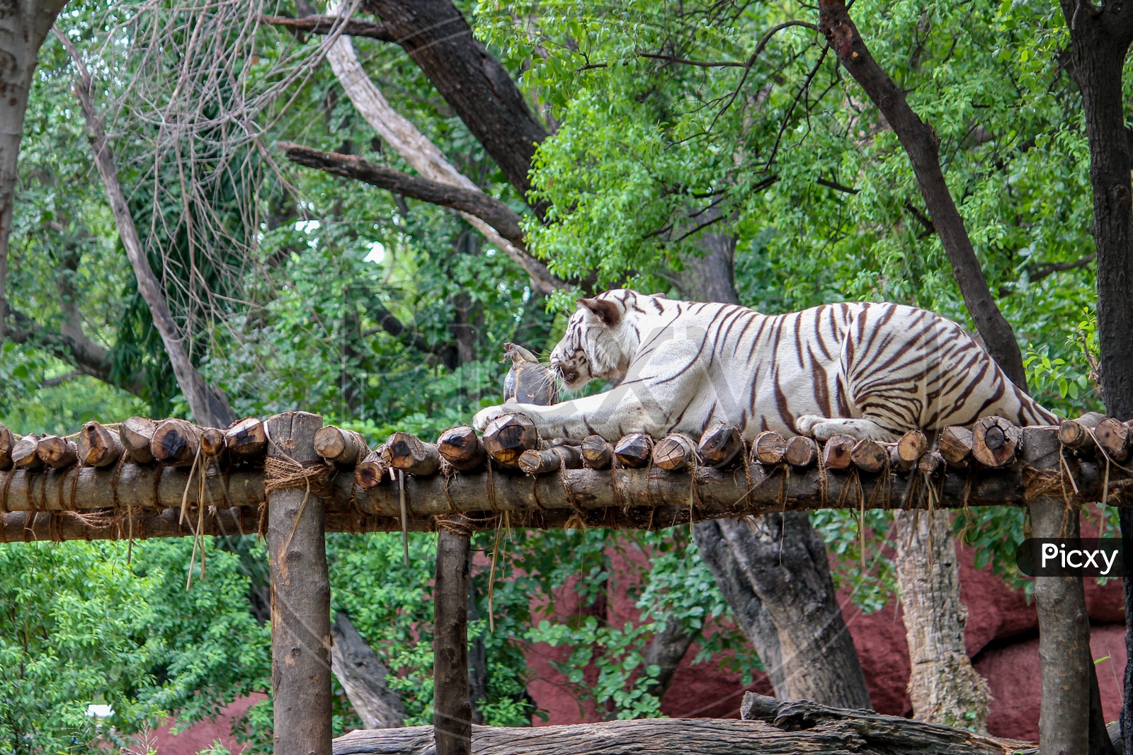 White tiger in Nehru Zoological Park