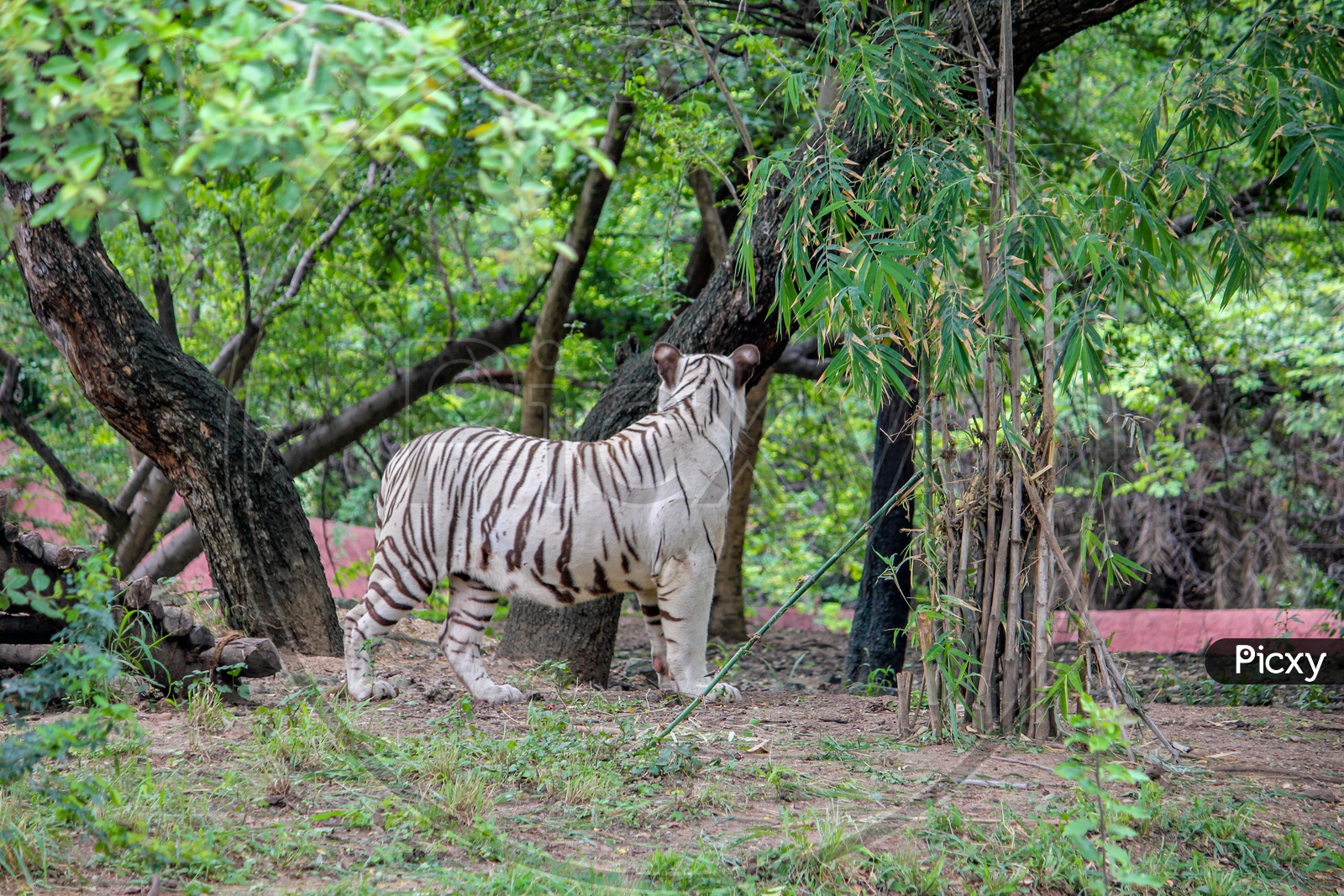 White tiger in  Nehru Zoological Park