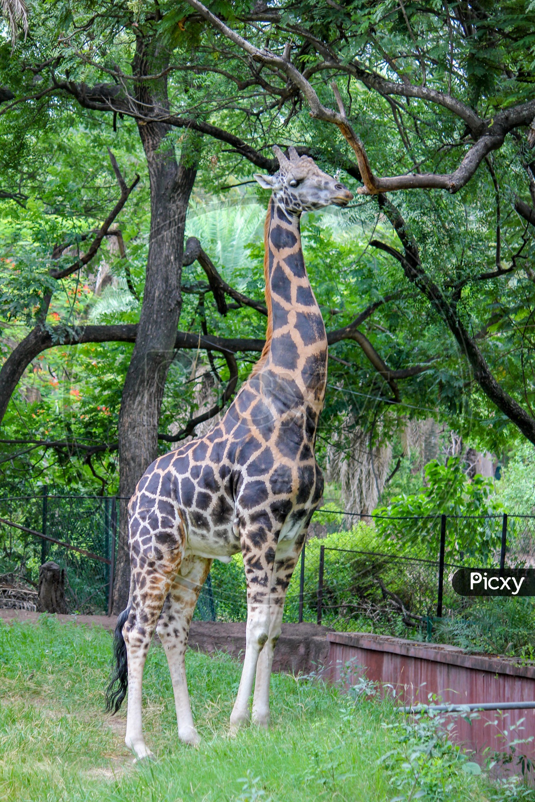 Image of Giraffe In Hyderabad Zoo-RC547345-Picxy