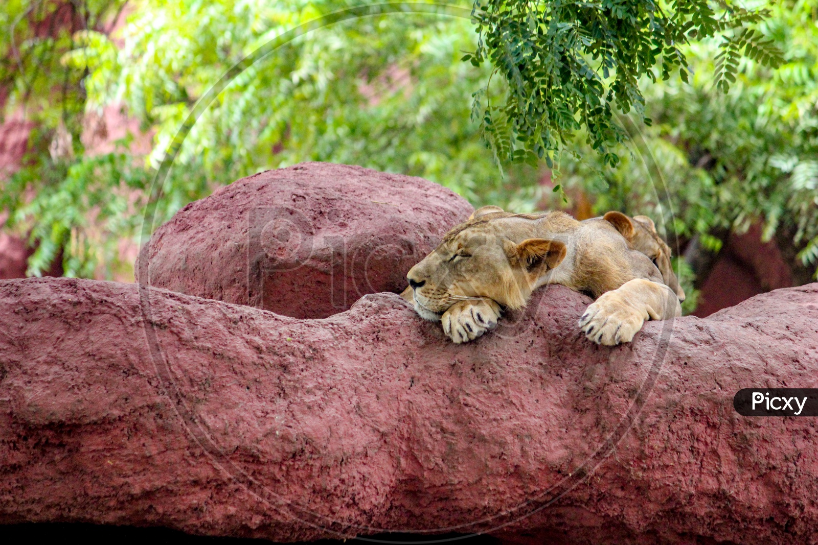 Lion Cubs In Hyderabad Zoo