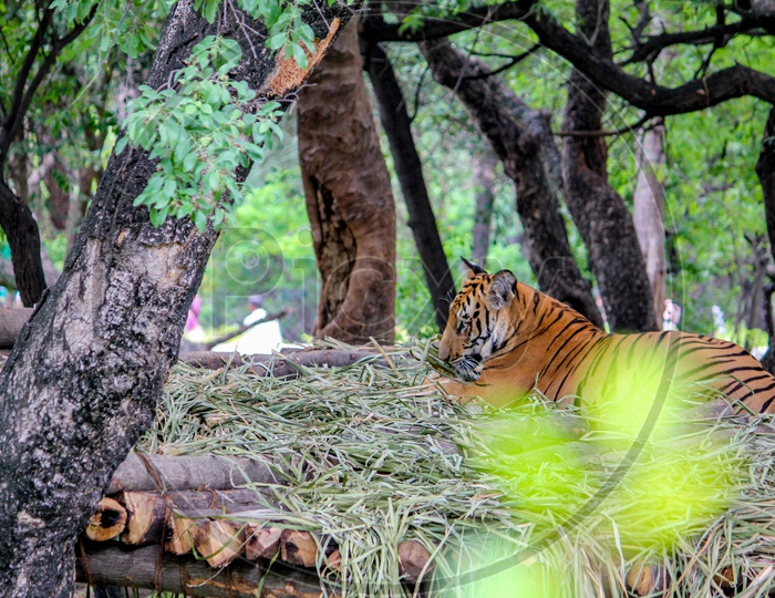 tiger in Nehru Zoological Park