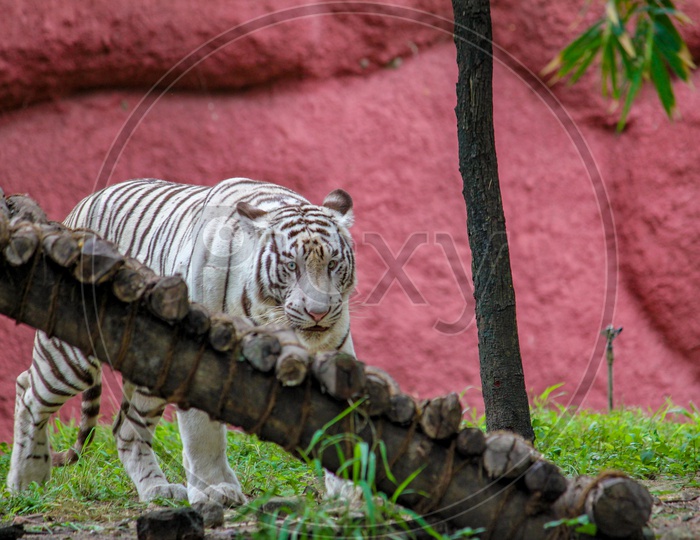 The Bengal Tiger In Hyderabad Zoo