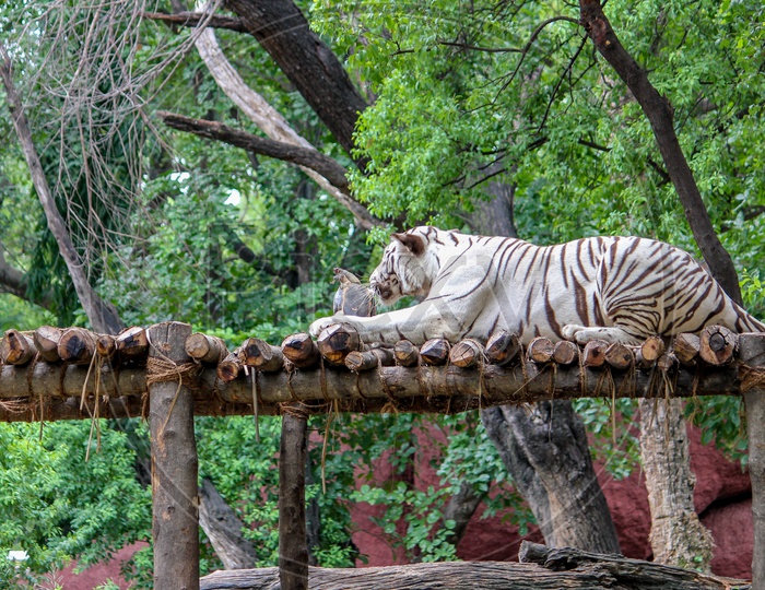 White tiger in Nehru Zoological Park