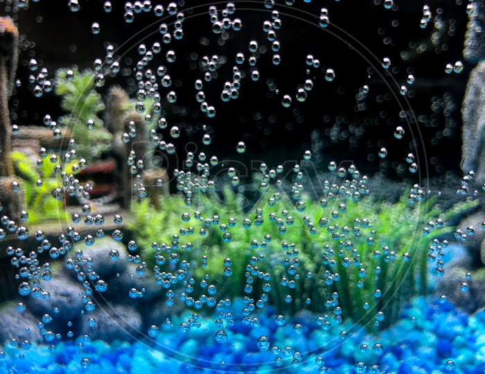Bubbles formed on the walls of aquarium