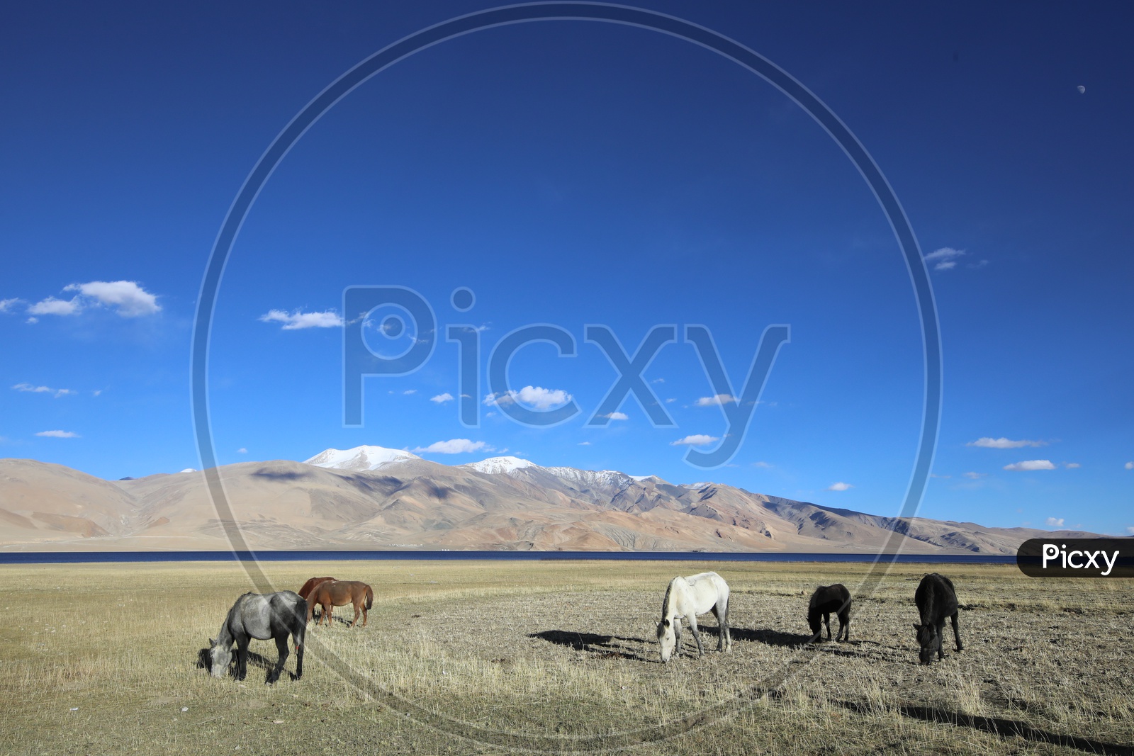 Horses Feeding Grass In The Valleys Of Leh