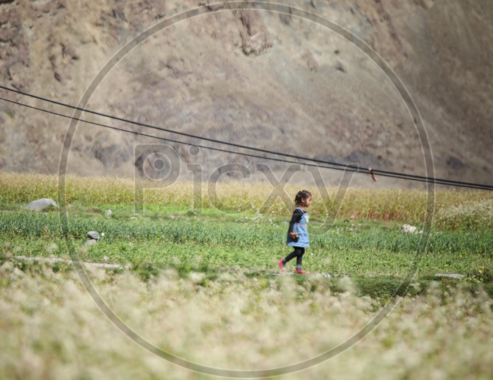 A cute little kid walking  between agriculture fields in Leh