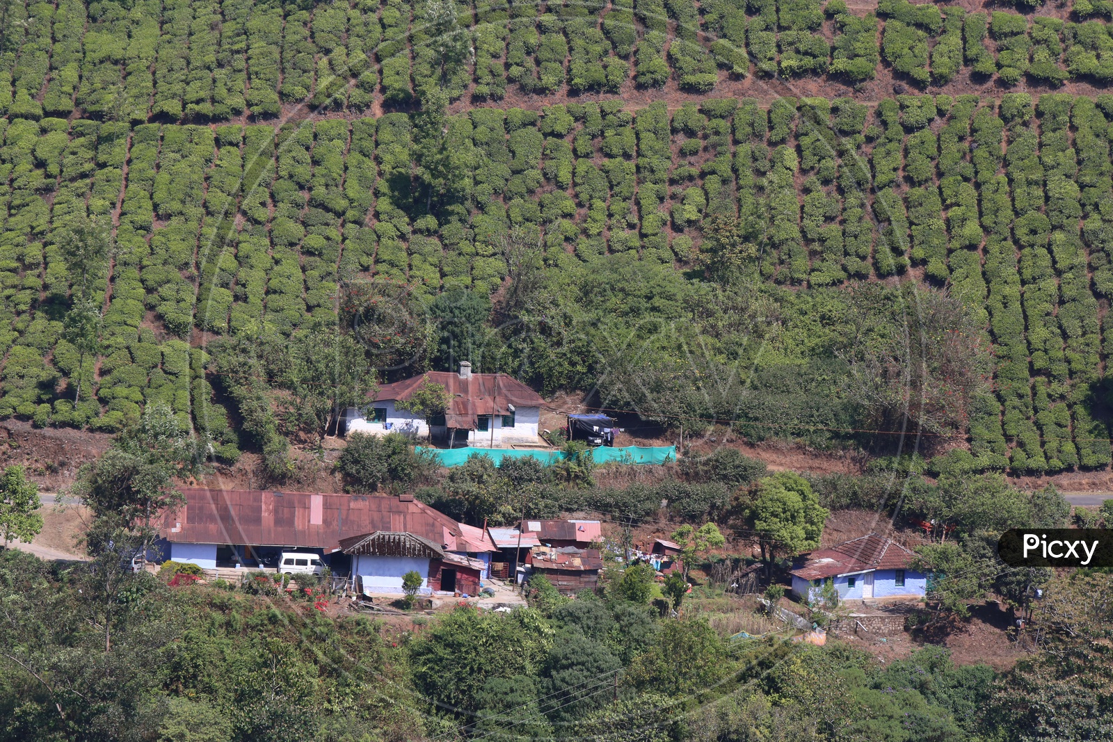 A Beautiful Composition Shot Of houses In Munnar between The Tea Plantations