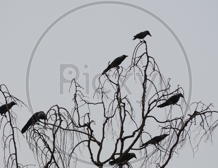 Flock of Indian crows on a tree