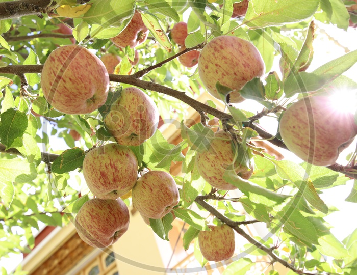 apple fruits hanging to a tree in leh