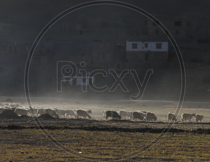 A Shepard Feeding his Sheep Flock In The valleys Of Leh