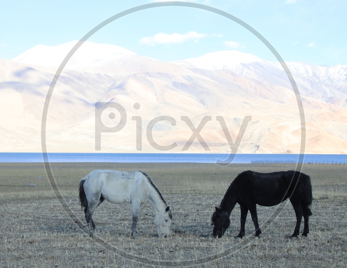 Horses in The Valleys Of Leh