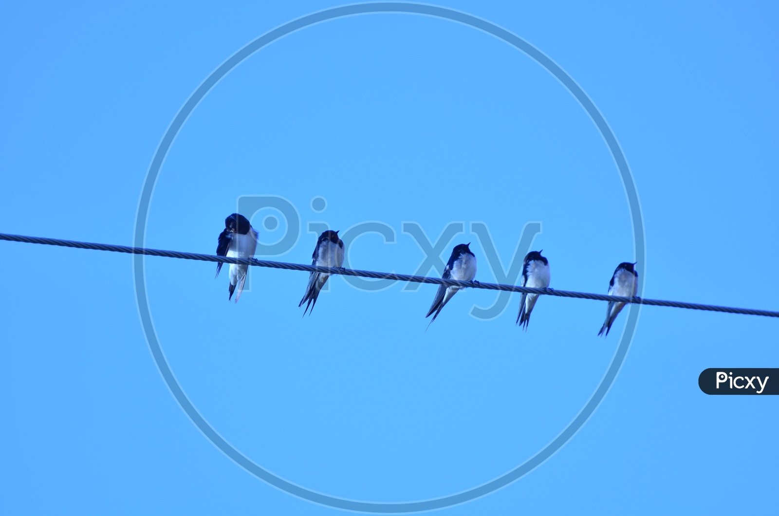 Arctic Birds Sitting On an Electric  Wire