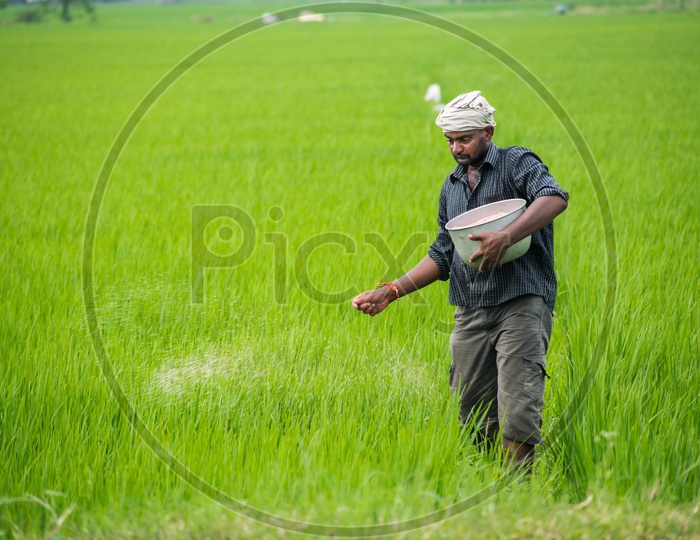 Indian Farmer spraying urea