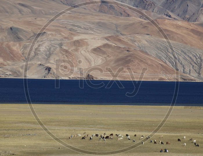 A Beautiful View  Of a River Valley in Leh With Cattle Feeding