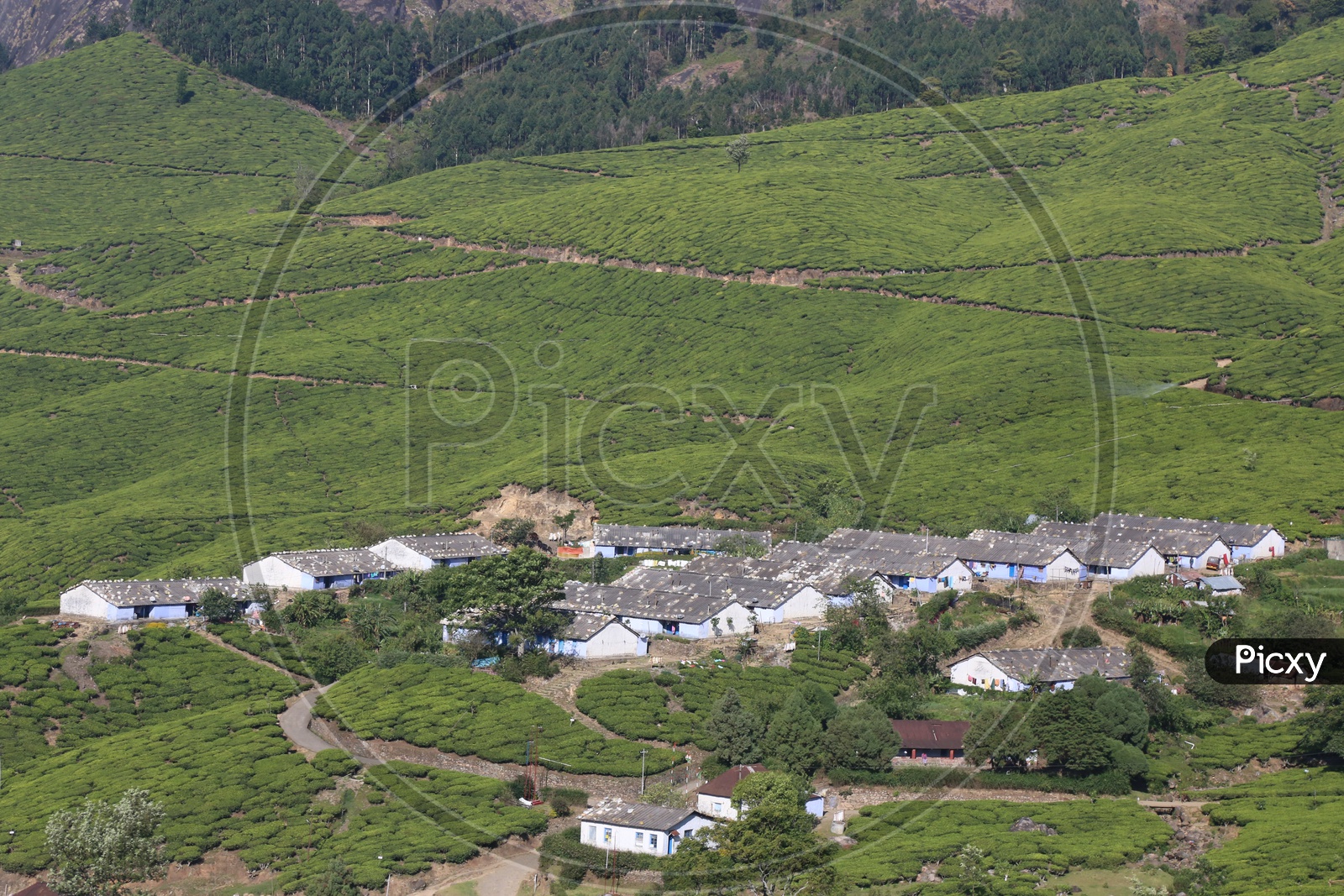 A Beautiful Composition Shot Of Hills , Tea Plantations and Houses In Munnar