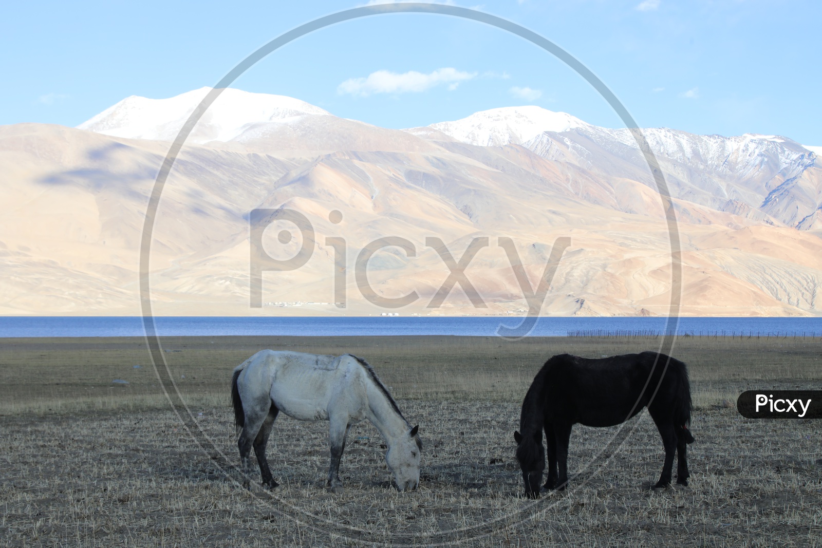 Horses in The Valleys Of Leh