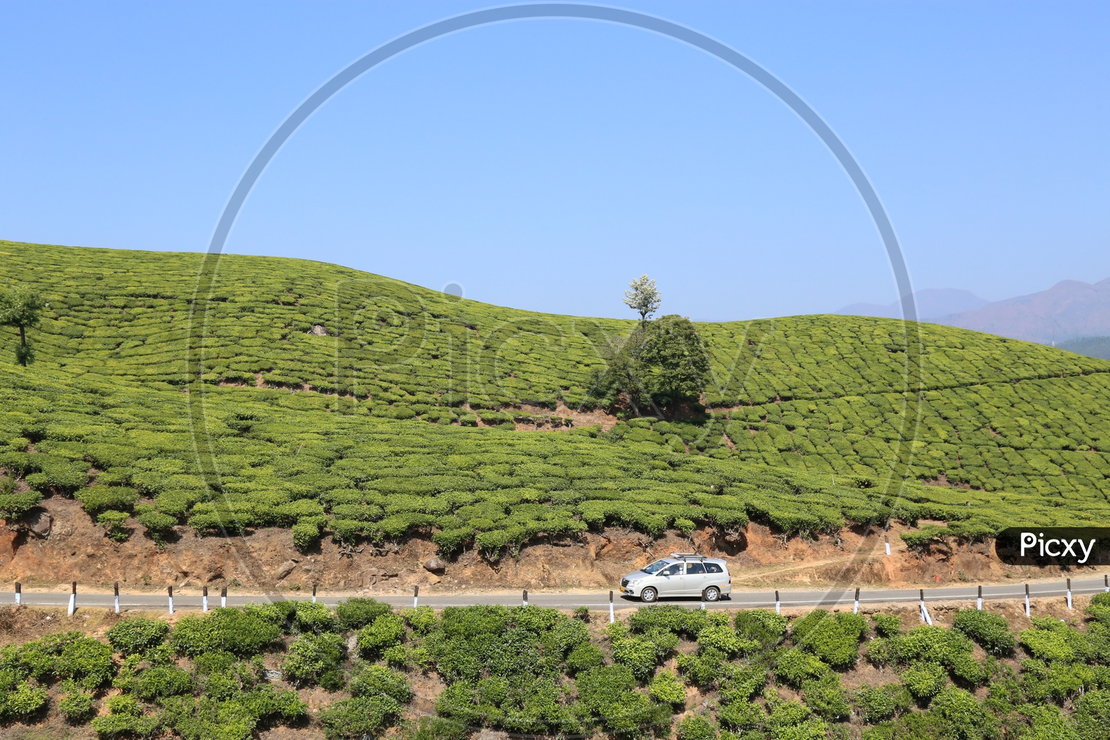 Roads In munnar with Tea Plantations On Both Sides Of Roads