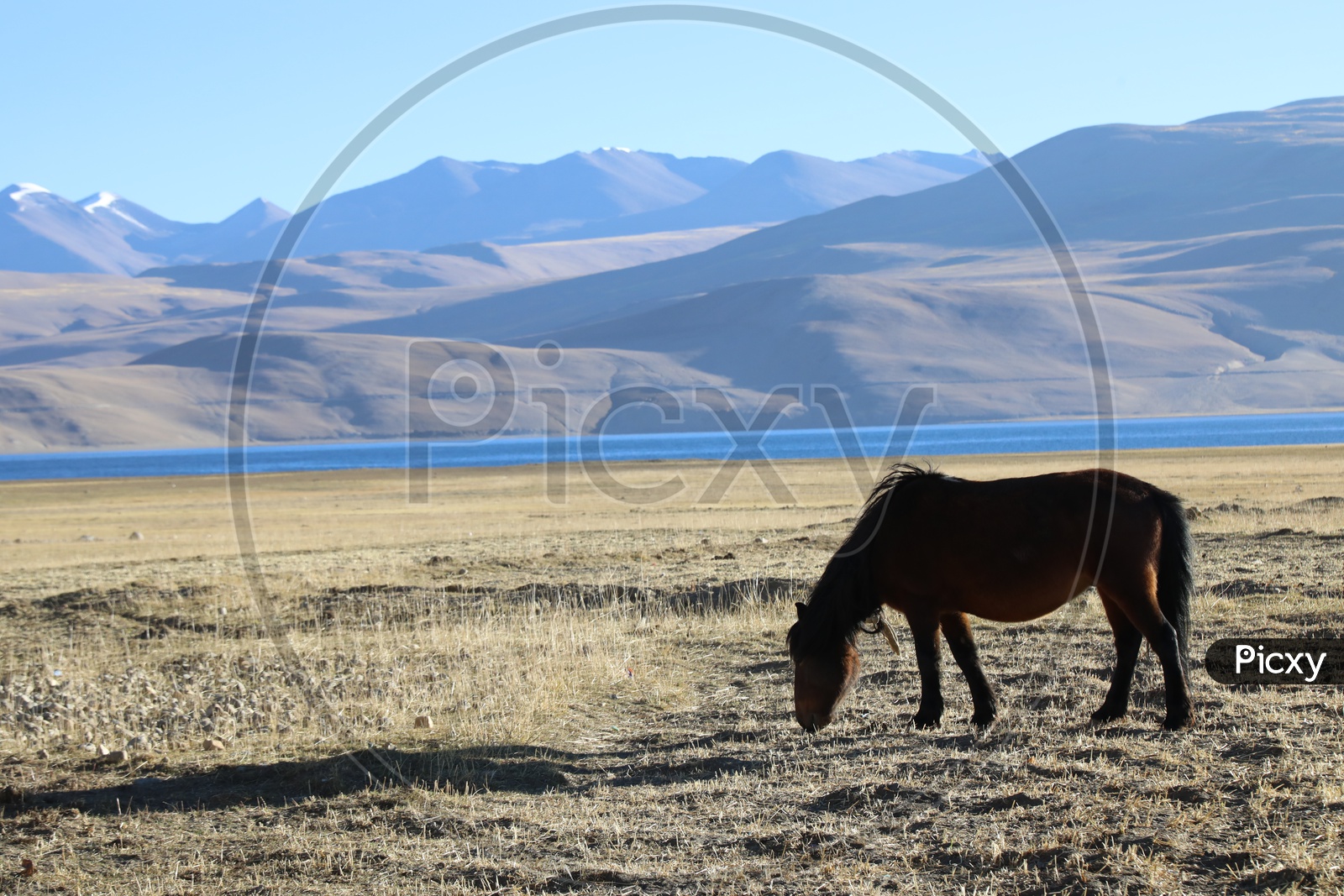 Horses In The Valleys Of Leh