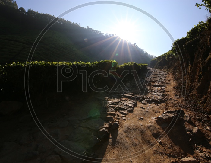 Pathways In Between Plantations In Munnar