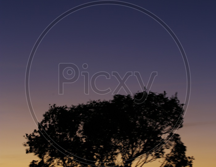 solitude photo of a tree in Lonavala with orange sky