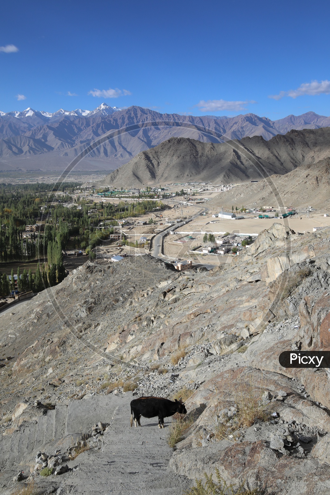 Beautiful  Snow Capped Mountains of Leh with leh village in the foreground
