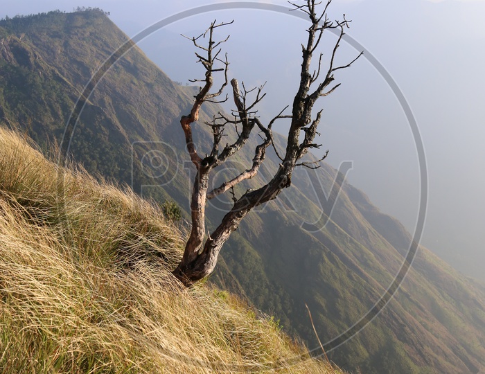 A Dried Tree Stem In The Hill Tops Of Munnar