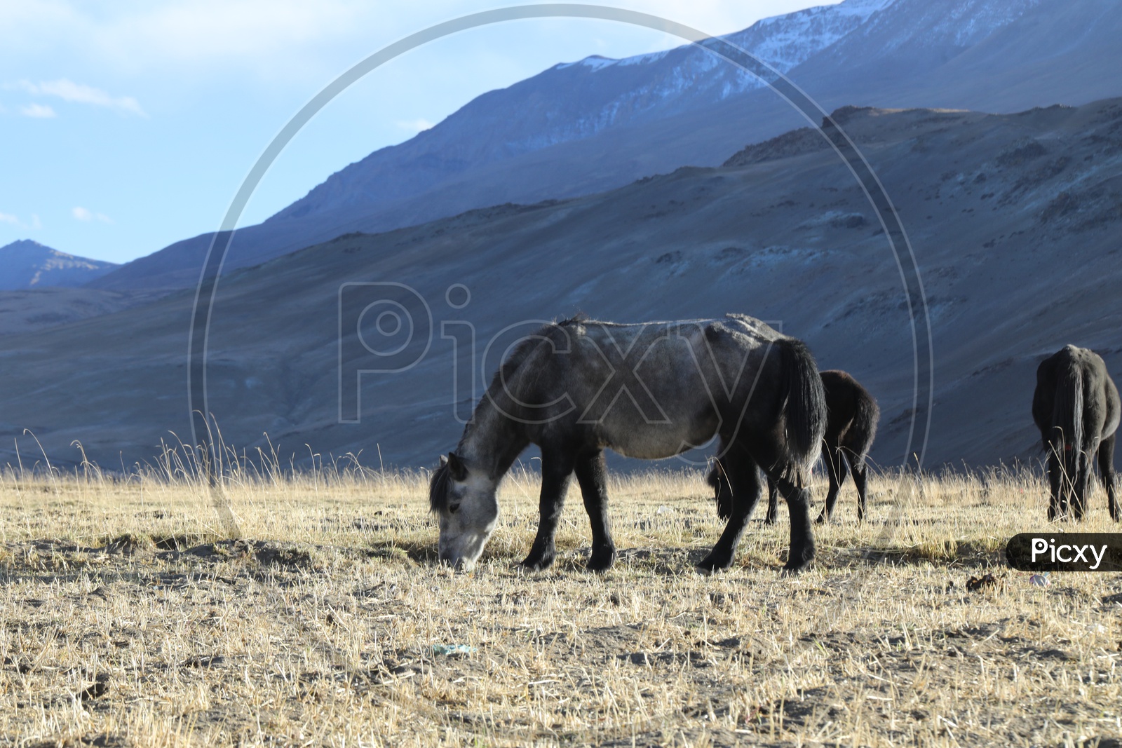 Horses Feeding grass in The River valleys Of Leh