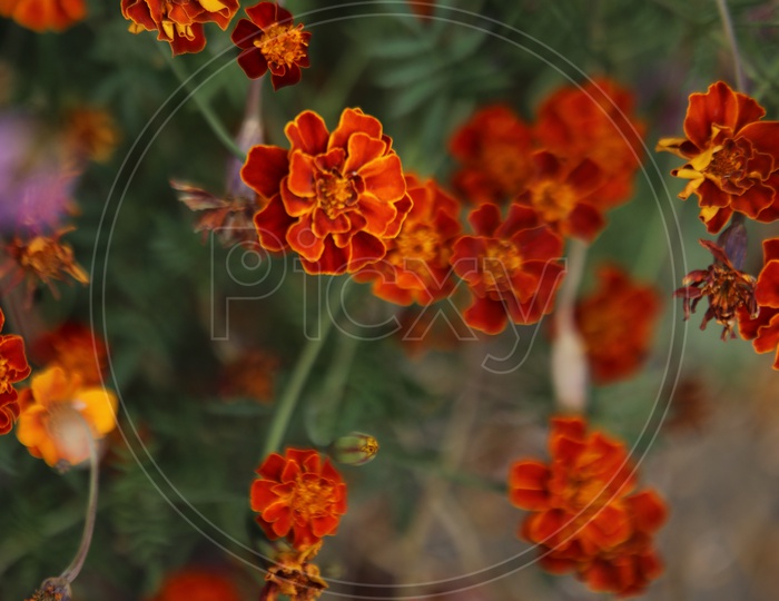Flowers Closeup Shot/Kara Banthi