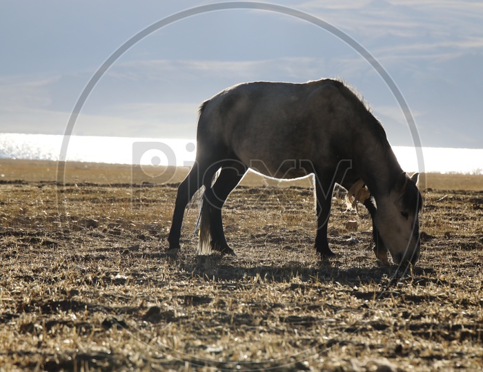 Animal - Donkey in leh