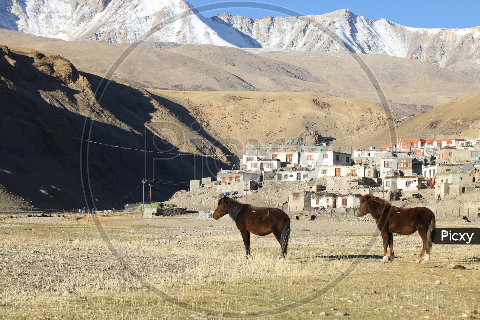 Snow capped mountains of Leh with houses and animals in the foreground