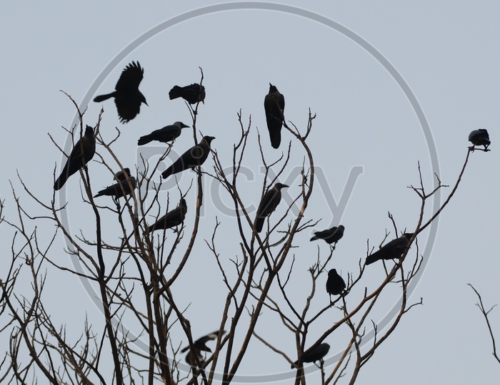 Flock of Indian crows on a tree