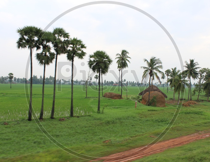 Green Paddy Fields in Rajahmundry