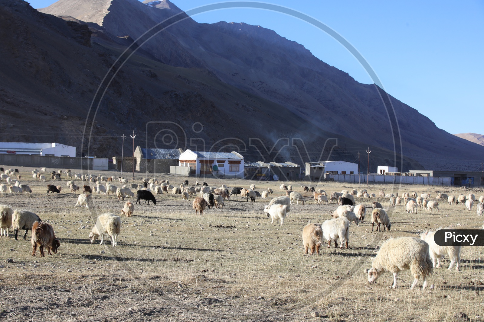 Sheep Flock Feeding In the Valleys Of Leh