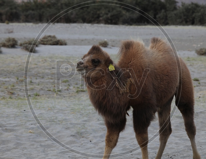 Animal Camel from leh