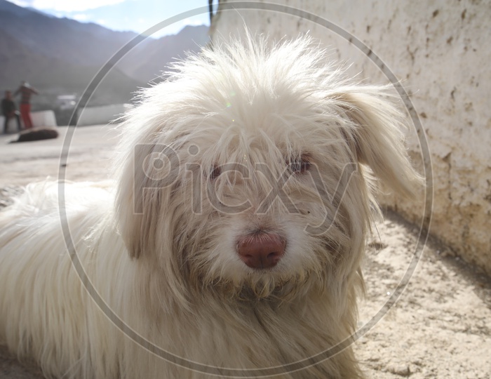 A White Pomeranian Dog  in  Leh