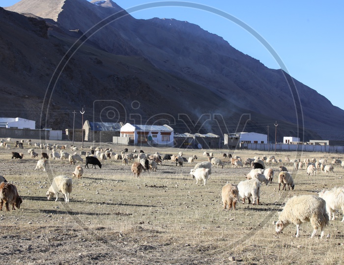 Sheep Flock Feeding In the Valleys Of Leh