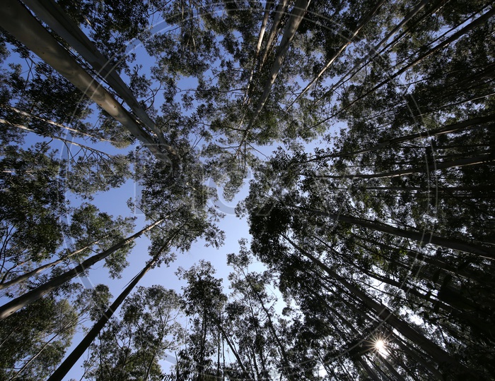 Blue Sky through trees