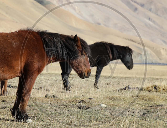 Horses In The Valleys Of Leh