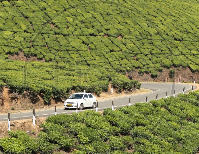 Car on read near Munnar Tea Plantations