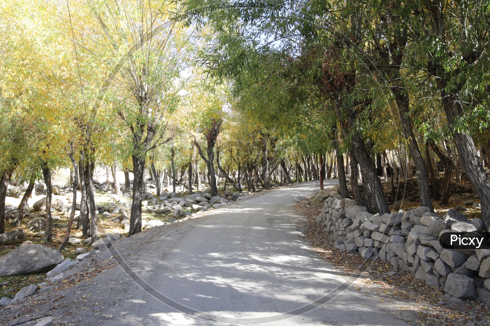 Beeautiful Pathways / Roads With Trees On Both Sides Of Road in Leh