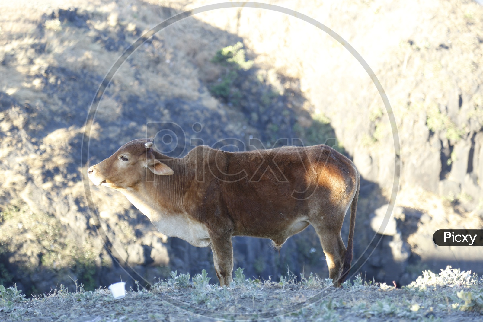 Cow / Cattle Feeding on the Hills Of Lonavala