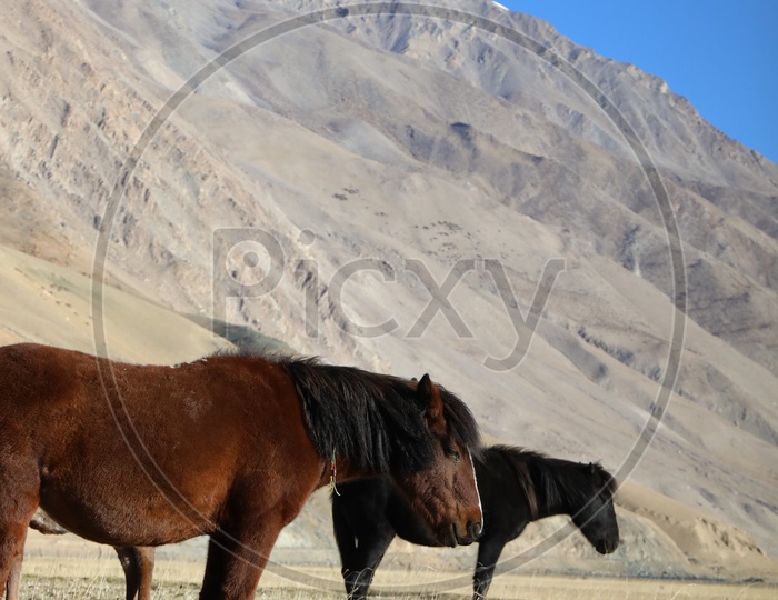 Horses Feeding In the River Valleys Of Leh With Sand Dunes In The Background