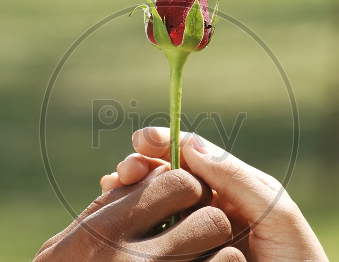 Couple holding a rose