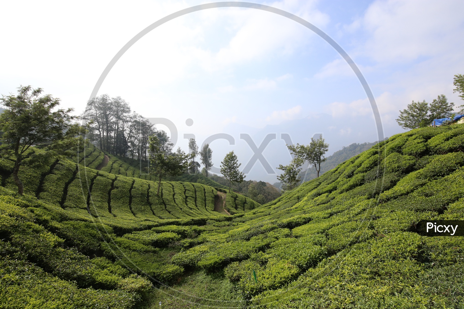 Munnar Tea Plantations